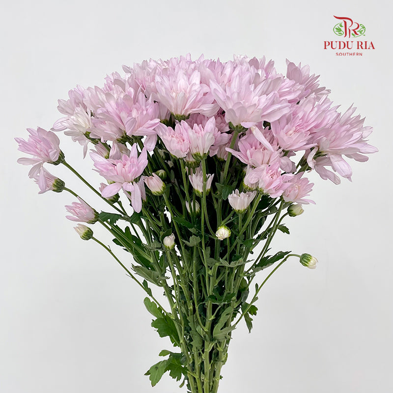 Chrysanthemum Pompom Soft Pink - (10-12 Stems)