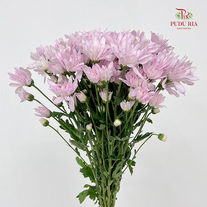 Chrysanthemum Pompom Soft Pink - (10-12 Stems)