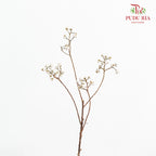 Sapium Sebiferum white 乌臼 - (Per Bundle)