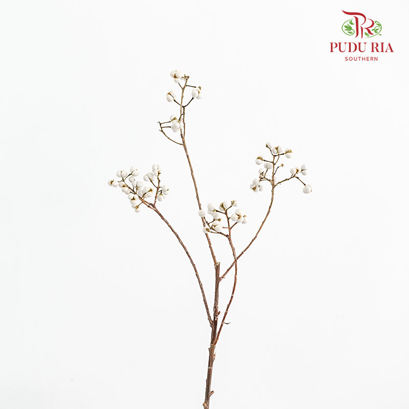Sapium Sebiferum white 乌臼 - (Per Bundle)