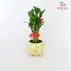CNY Potted Plant Arrangement 2024#11