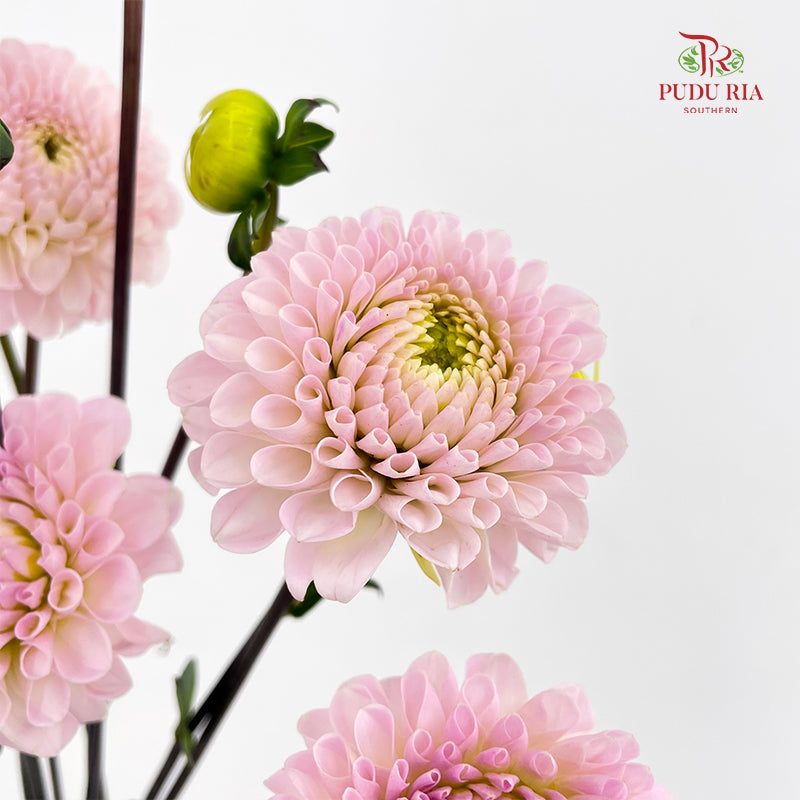 Dahlia Pink - (Per Bundle)