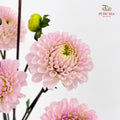 Dahlia Pink - (Per Bundle)