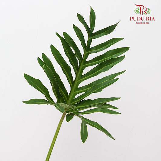 Philodendron Selloum 春羽蔓绿绒 - (Per Bundle)