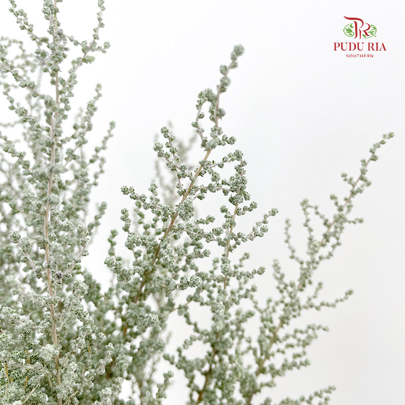 Stoebe Plumosa 帚鼠曲属 - (Per Bundle)