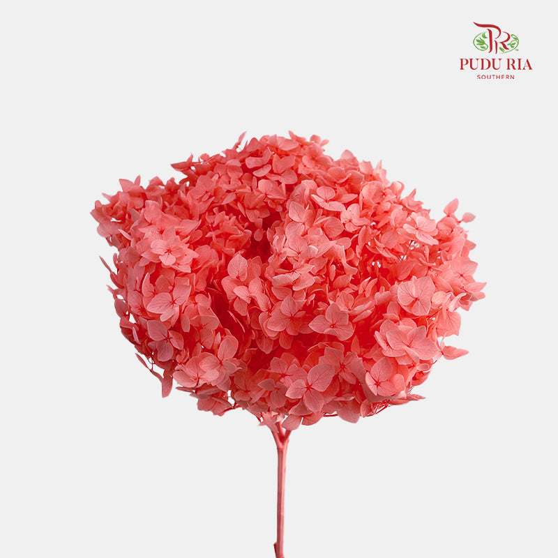 Preservative Hydrangea - Coral / Per Stem