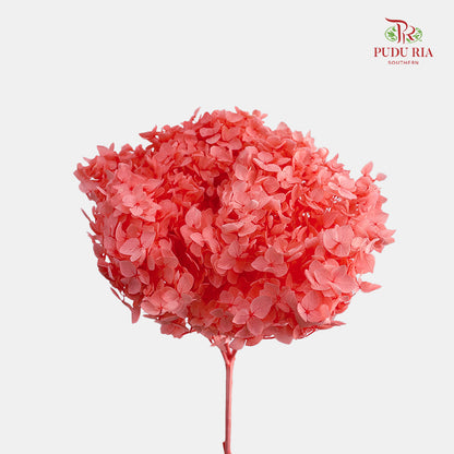 Preservative Hydrangea - Coral / Per Stem