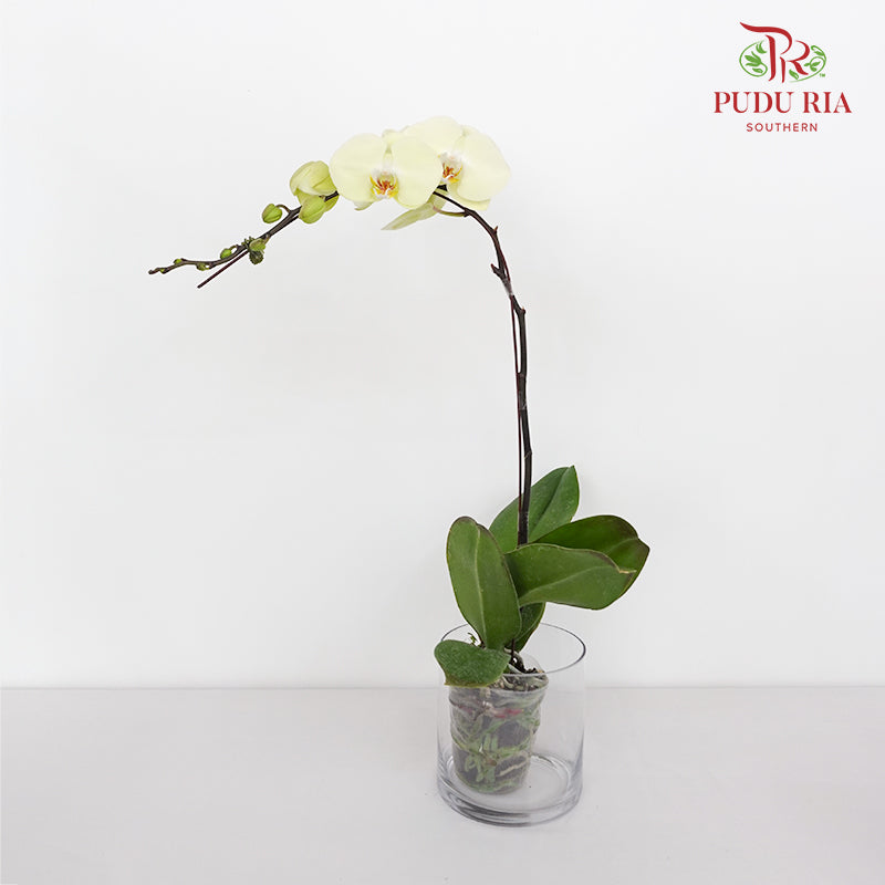 Phalaenopsis Orchid Light Yellow Big Single Stem