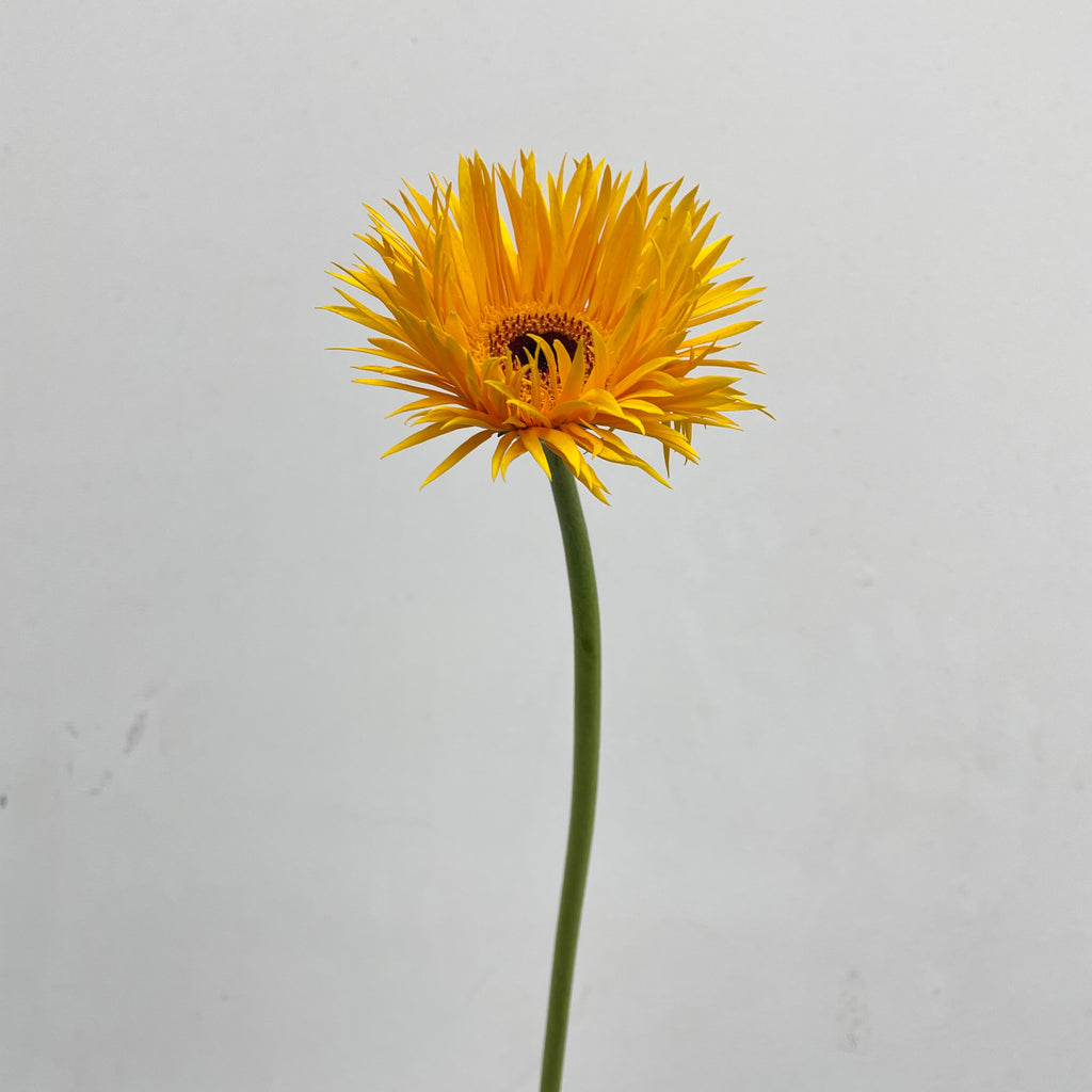 Gerbera Spider Yellow - (8-10 Stems)