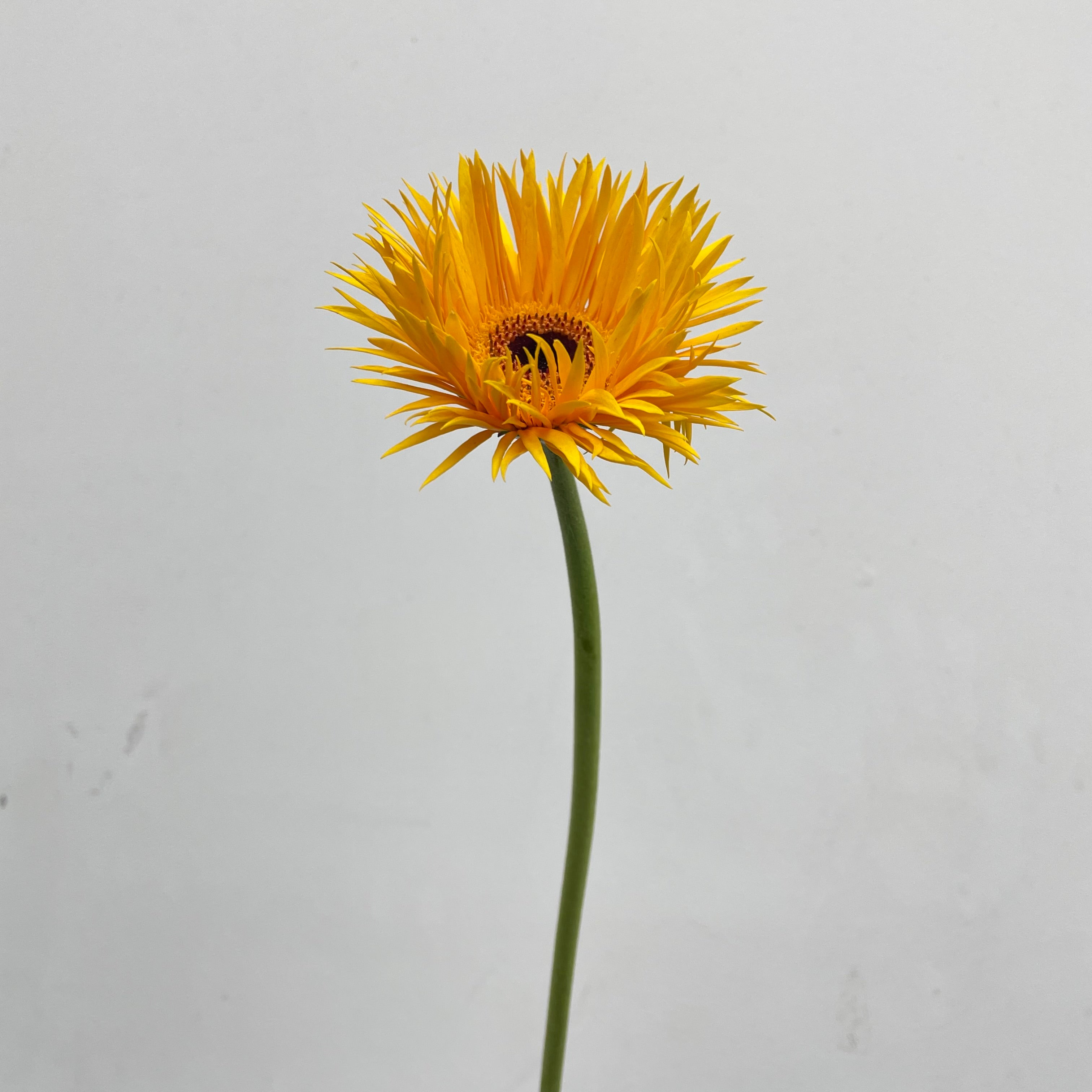 Gerbera Spider Yellow - (8-10 Stems)