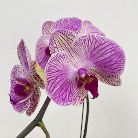 Phalaenopsis Orchid Purple Tone Yellow Big