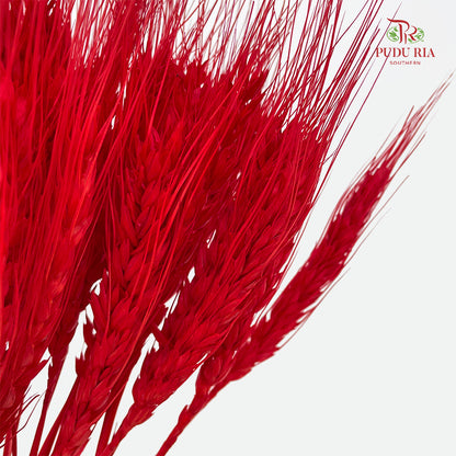 Dry Wheatgrass - Red