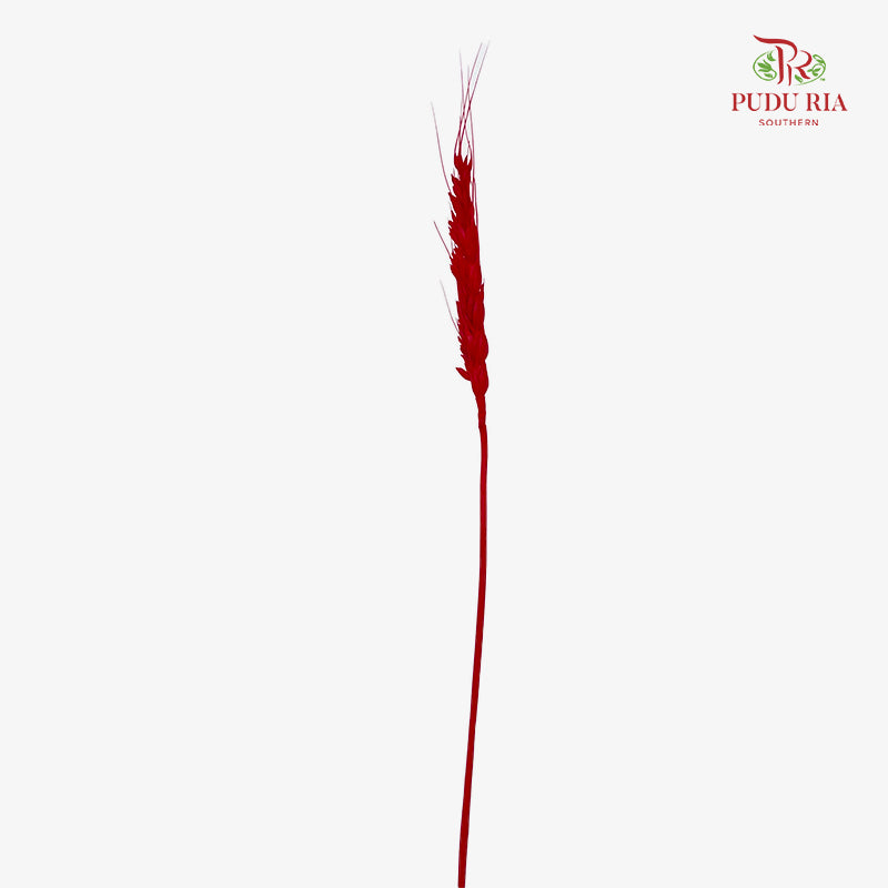 Dry Wheatgrass - Red