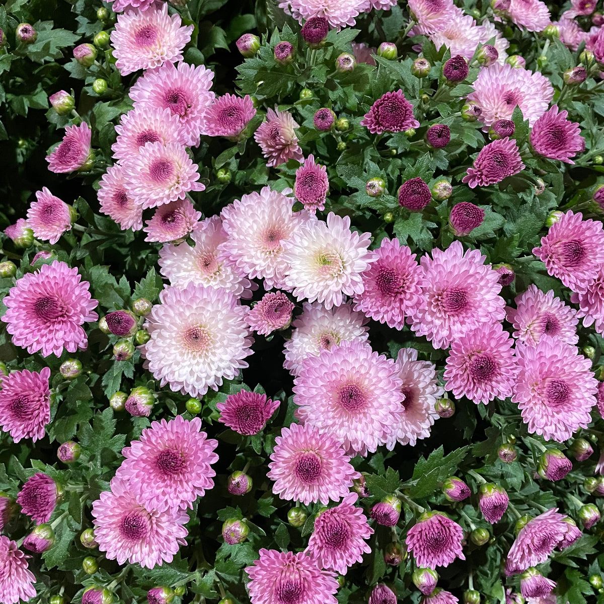 Chrysanthemum Gypsophilla P310 菊花满天星 2025