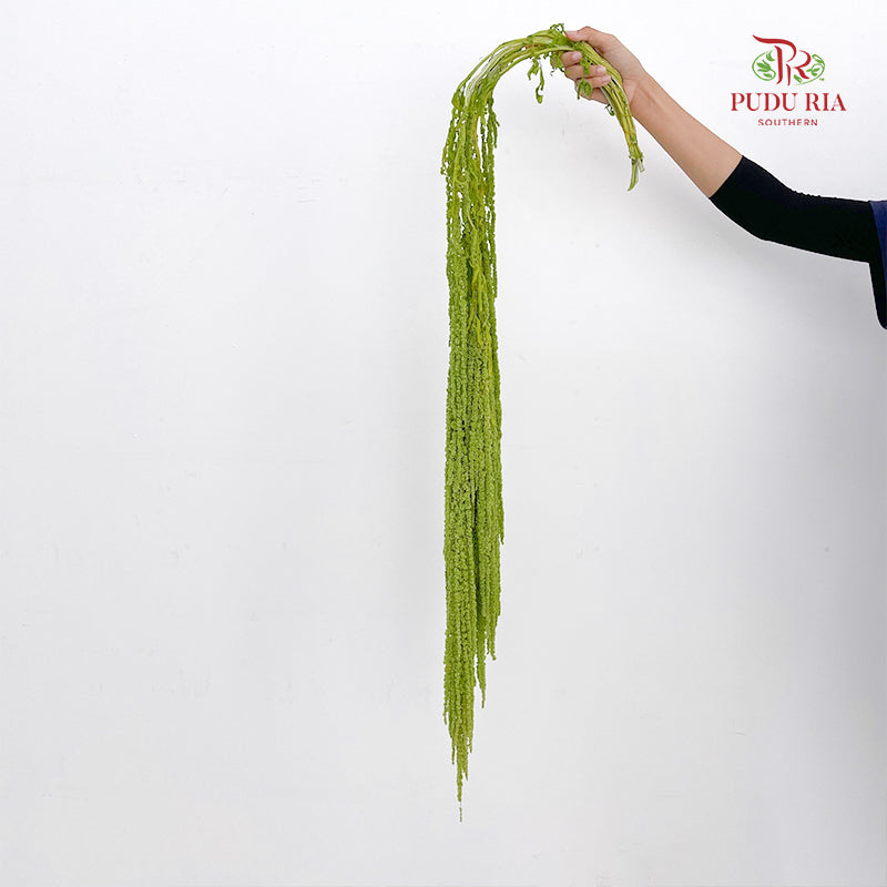 Preservative Amaranthus Light Green