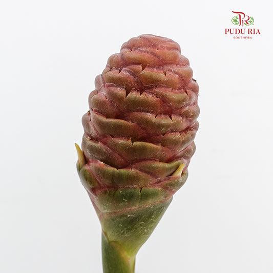 Wild Ginger - (Per Stem)