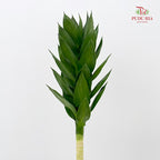 Lotus Bamboo 60cm - (Per Stem)