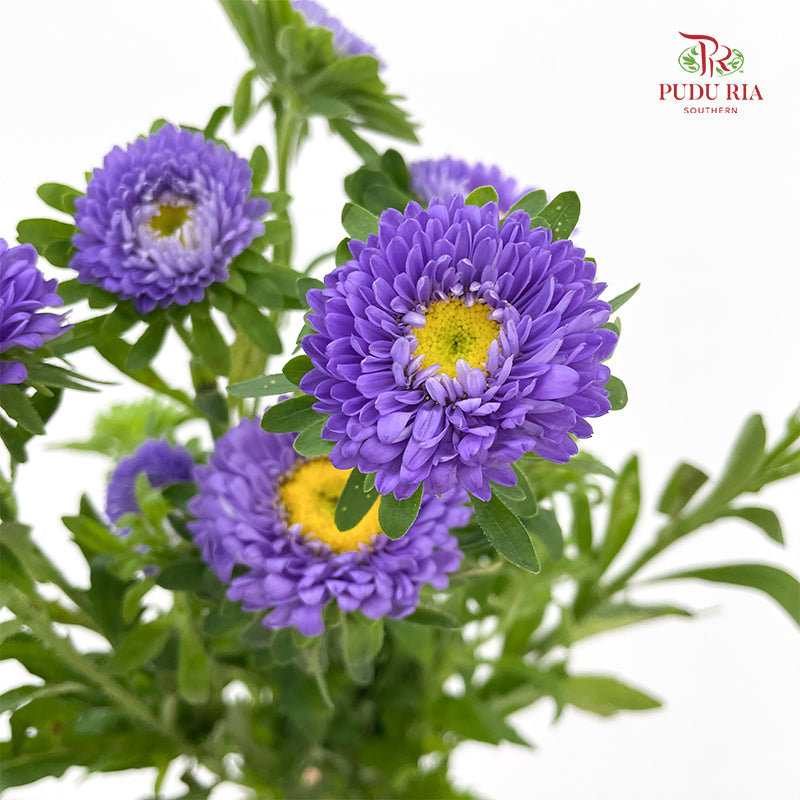 Aster 翠菊 Purple - (Per Bundle)
