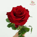 Rose Explorer - (15 Stems)