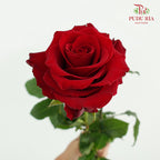 Rose Explorer - (15 Stems)