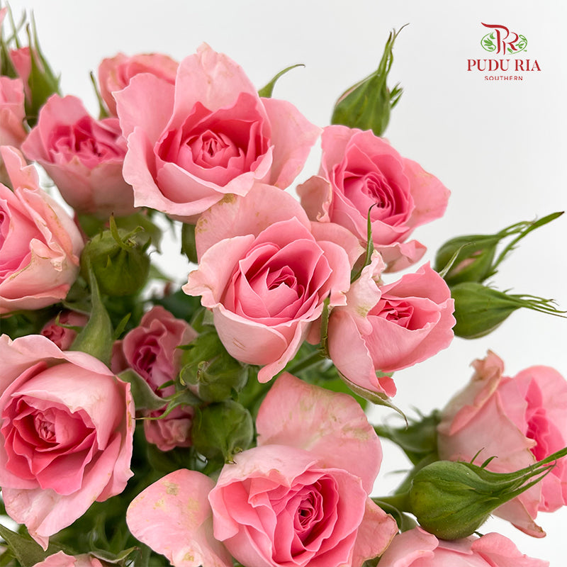 Rose Spray Elegant Lover - (8-10 Stems)