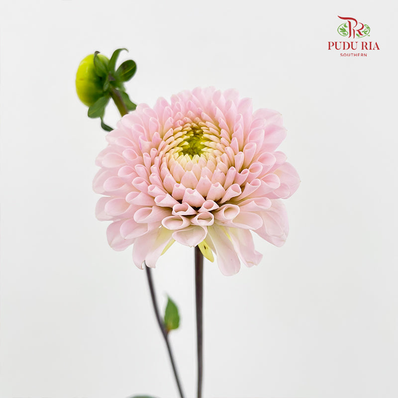 Dahlia Pink - (Per Bundle)