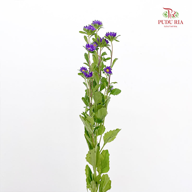 Hana Purple - (Per Bundle)