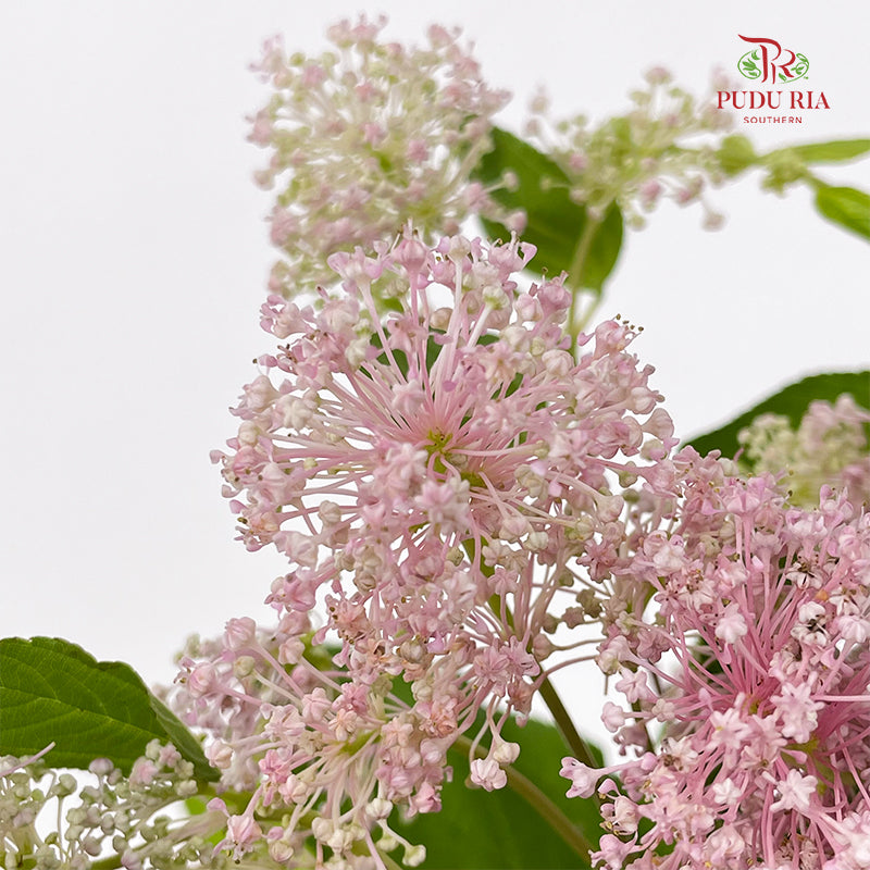 Ceanothus 美洲茶 - (5 Stems)