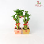 CNY Potted Plant Arrangement 2024#19