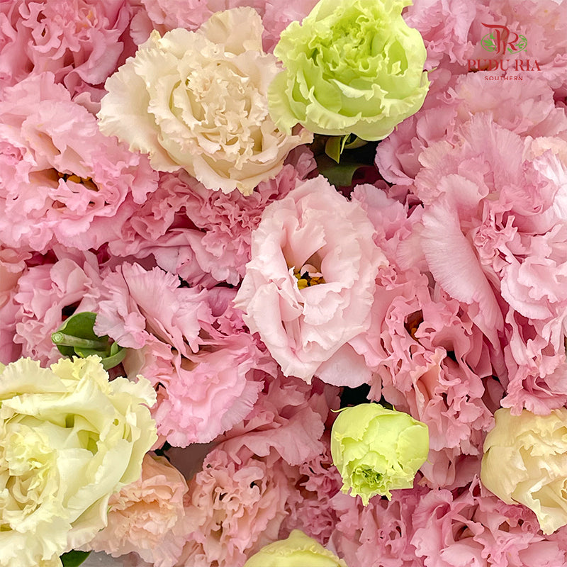 Eustoma Wave Light Pink - (12-15 Stems)