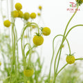 Helenium Aromatica - (Per Bundle)