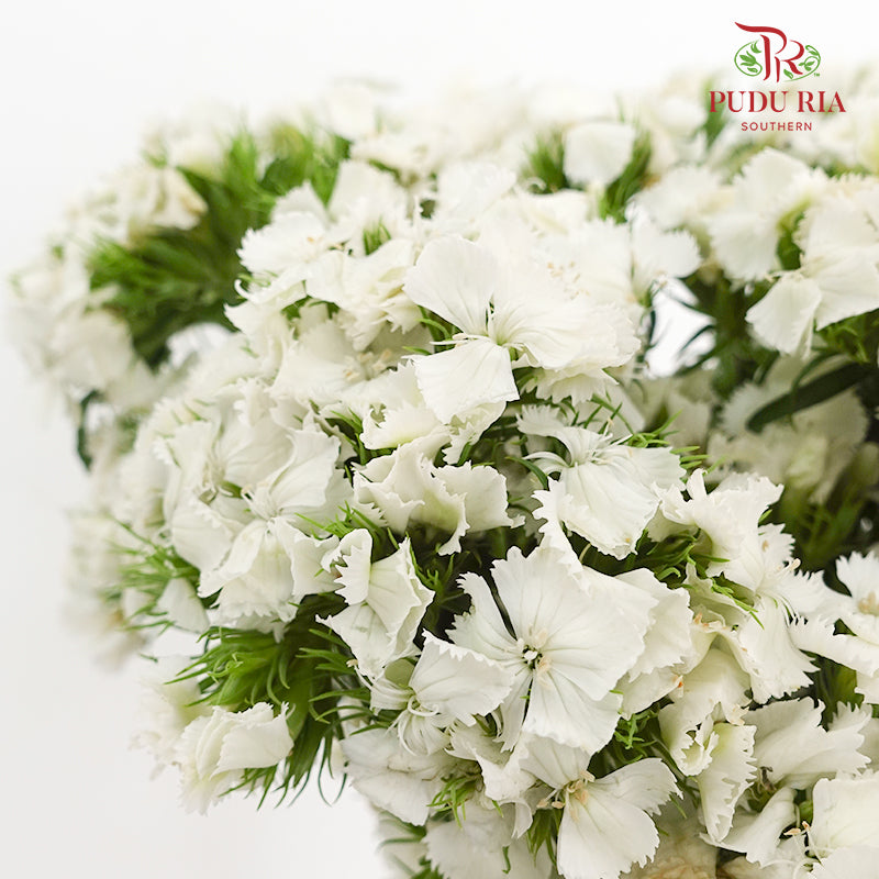 Phlox White 福禄考 - (Per Bundle)