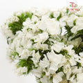 Phlox White 福禄考 - (Per Bundle)