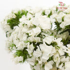 Phlox White 福禄考 - (Per Bundle)