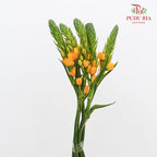 Ornithogalum Dubium 橙花虎眼万年青 - (Per Bundle)