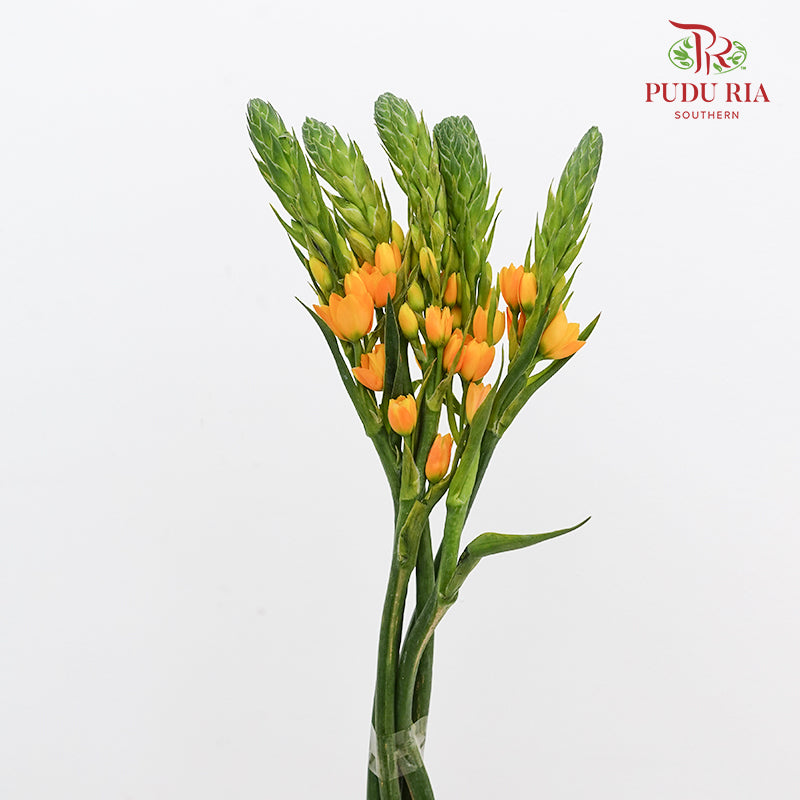 Ornithogalum Dubium 橙花虎眼万年青 - (Per Bundle)