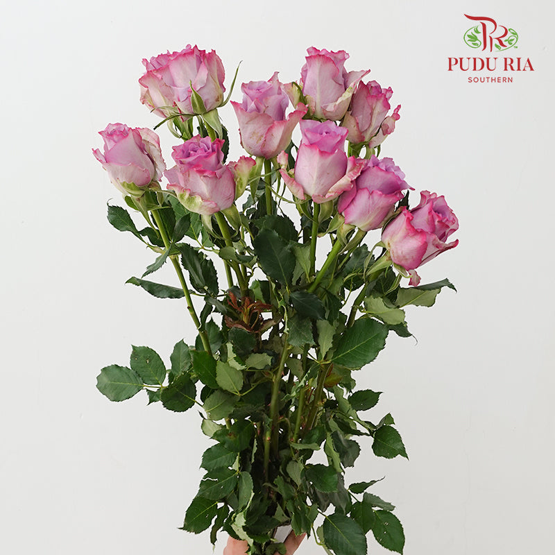Rose Zixia Fairy - (8-10 Stems)