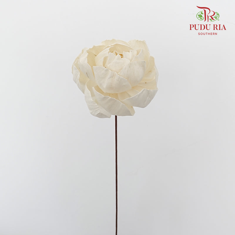 Dry Sola Wood Peony - Pudu Ria Florist Southern