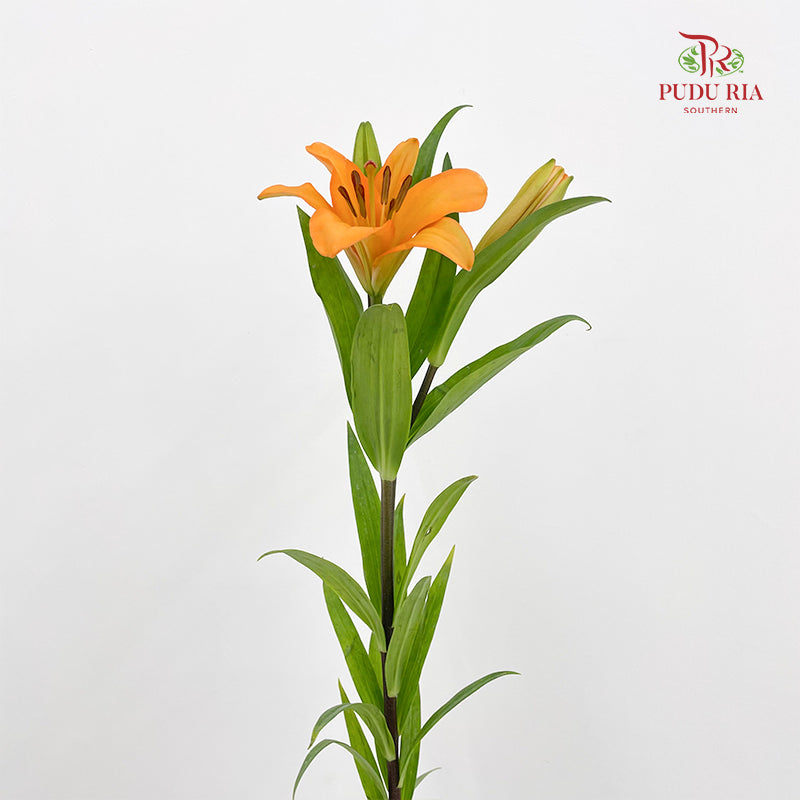 Tiger Lily Light Orange - (5 Stems)