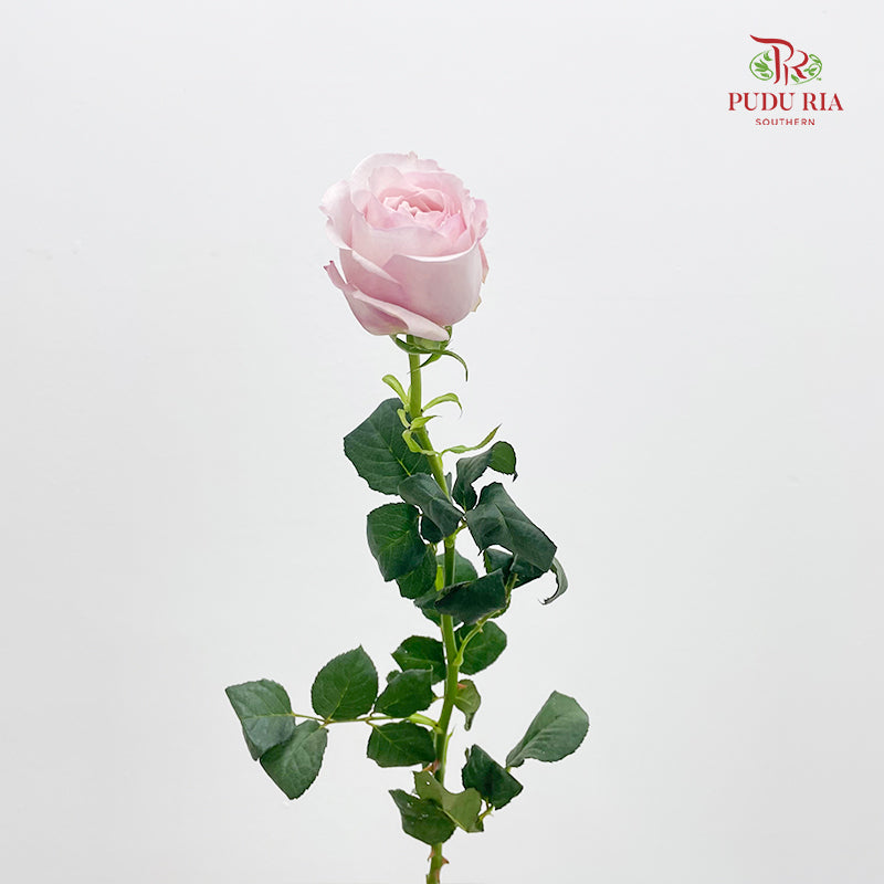 Rose Odeny Beryl Achieng - (10-12 Stems)