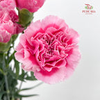 Carnation 康乃馨 Pink - (18-20 Stems)