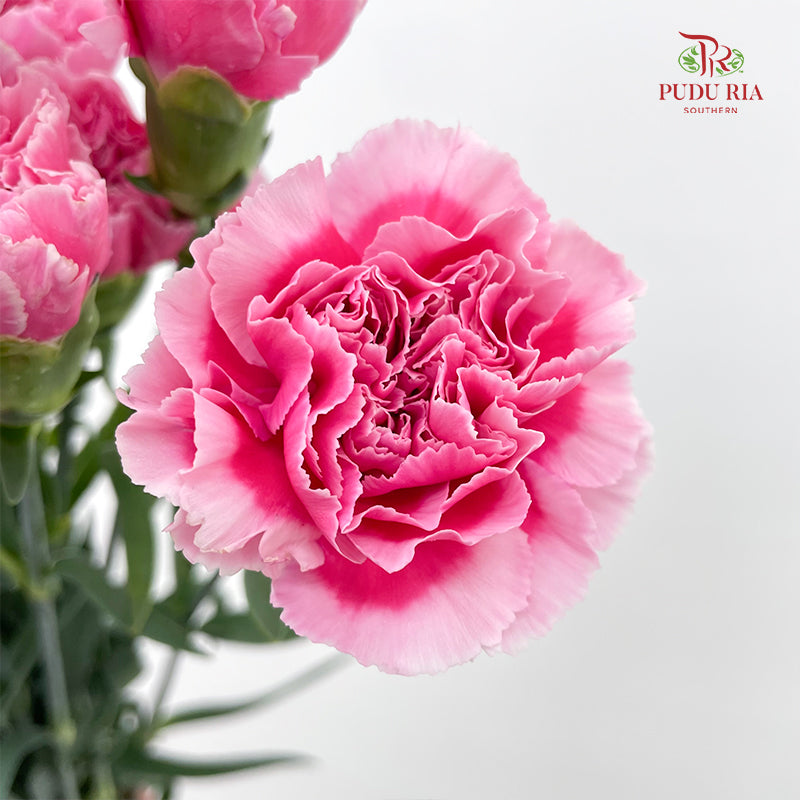 Carnation 康乃馨 Pink - (18-20 Stems)