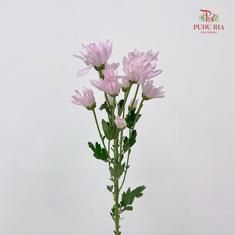 Chrysanthemum Pompom Soft Pink - (10-12 Stems)