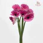 Gerbera Pink 非洲菊 - (8-10 Stems)