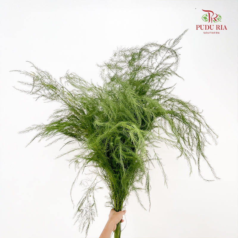Luxuncao Grass 芦荀草 - (Per Bundle)