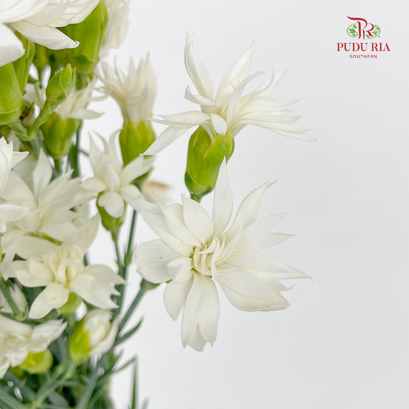 Carnation Spray Star Tessino White - (18-20 Stems)