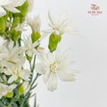 Carnation Spray Star Tessino White - (18-20 Stems)