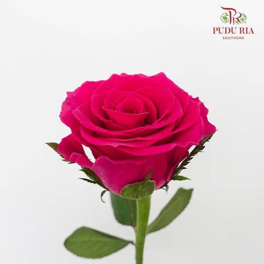 Rose Hot Pink  (8-10 Stems) - Pudu Ria Florist Southern