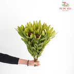 Leucadendron - (8-10 Stems) - Pudu Ria Florist Southern