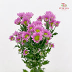 Chrysanthemum Santini / Calimero Mini Daisy Purple